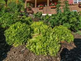 Micro Space Organic Farming