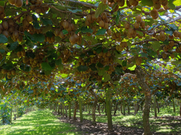 Fruit Orchards